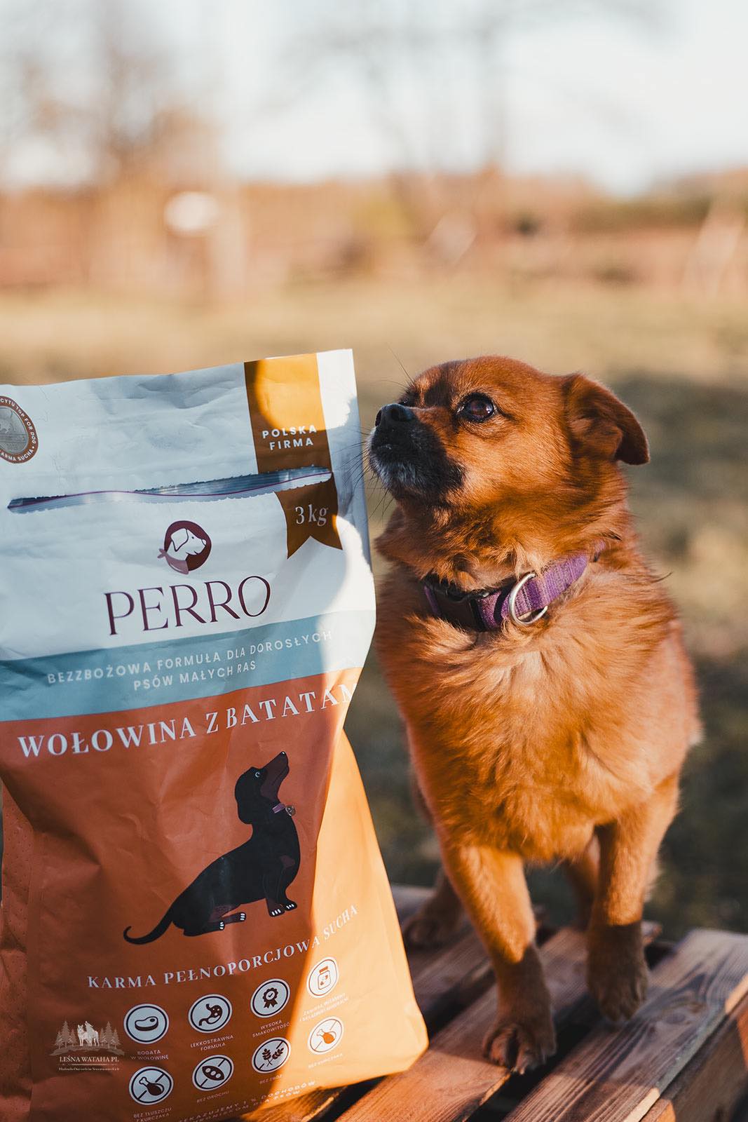 Perro – sucha karma dla pomeranianów